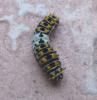 Papilio machaon